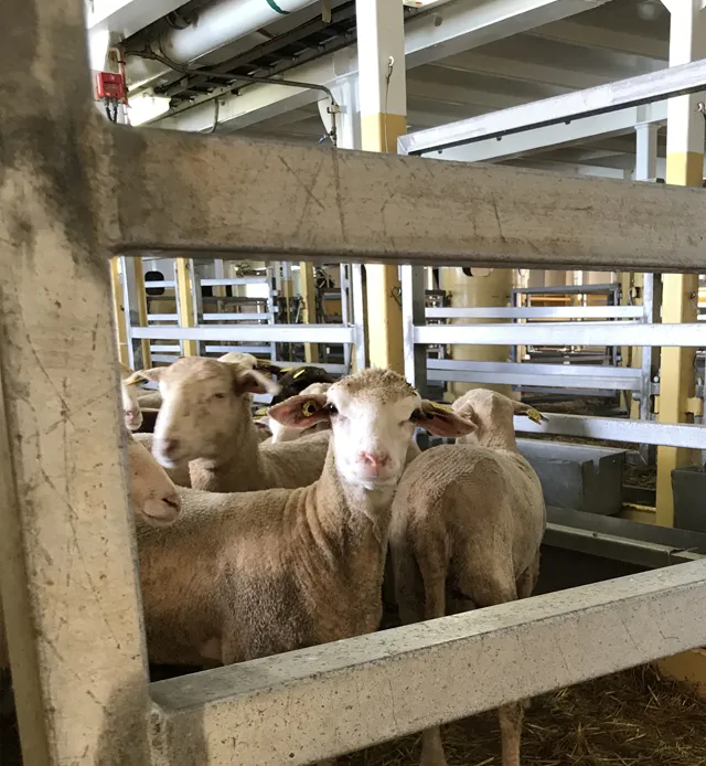 Stacey Agnew Livestock Heat Stress - Sheep Stacey Agnew Livestock Heat Stress - Sheep